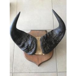 Trophée Décoratif En Cornes D'antilope - Objet De Vitrine - Origine France - Décoration Murale Ou étagère