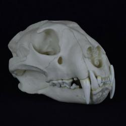 Taxidermie.Reconstitution crâne de léopard