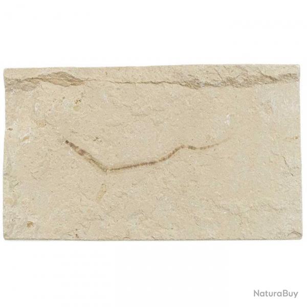 Ver fossile sur plaque - 13 x 8 cm