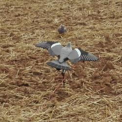 Pigeon électrique : formes d'appelants, classique ou ailes ...