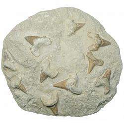 Dents de requins fossilisées sur gangue - 25 x 23 cm - 5.2 kg