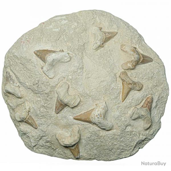 Dents de requins fossilisées sur gangue - 25 x 23 cm - 5.2 kg