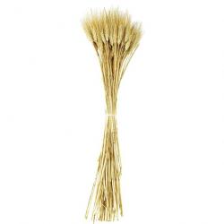 Bouquet botte de blé barbe blonde - 75 cm