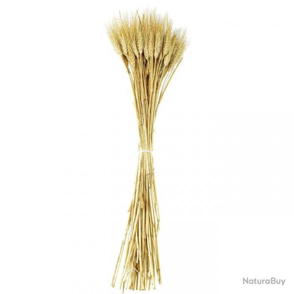 Bouquet botte de bl barbe blonde - 75 cm