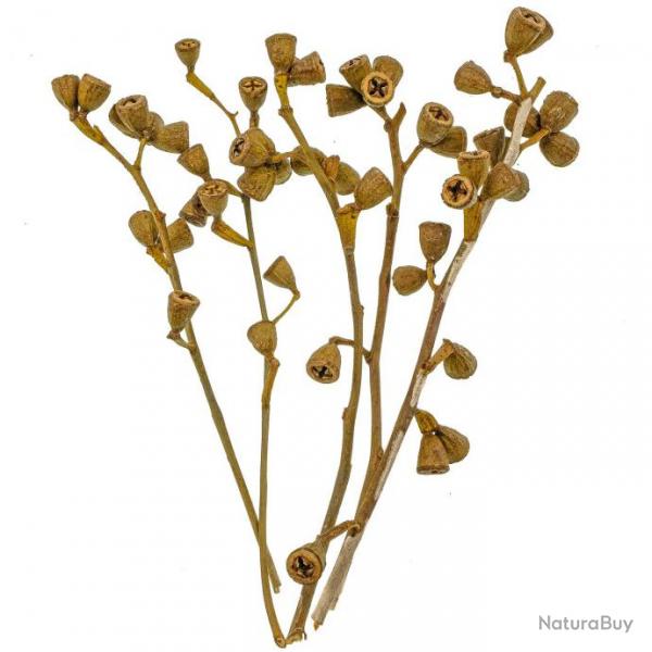 Branches d'eucalyptus avec fleurs - 20  30 cm - 100 grammes