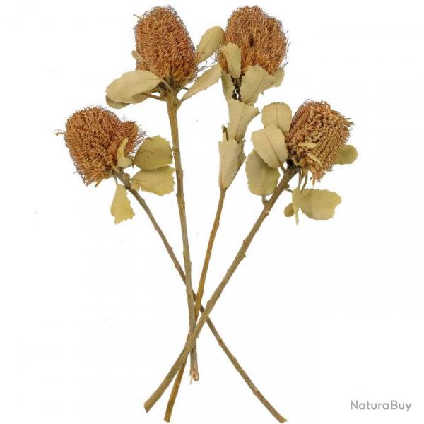 Fleurs sches banksia coccinea - Lot de 2