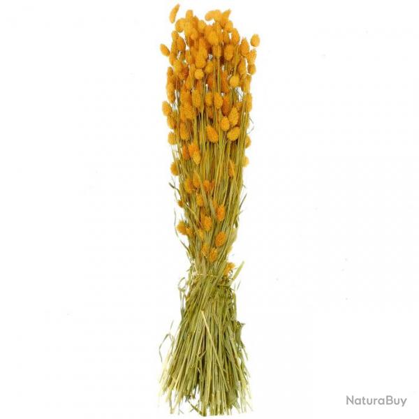 Bouquet fleurs sches phalaris orange - 70 cm