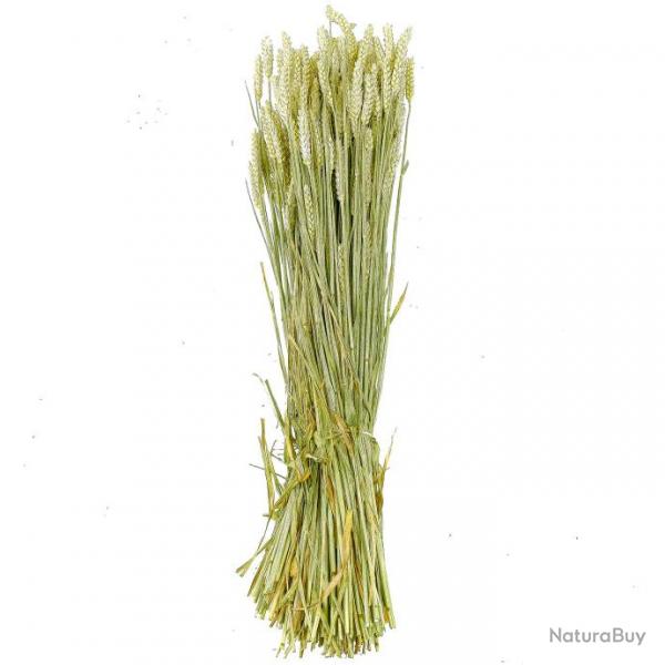 Bouquet sch de bl triticum - 70 cm