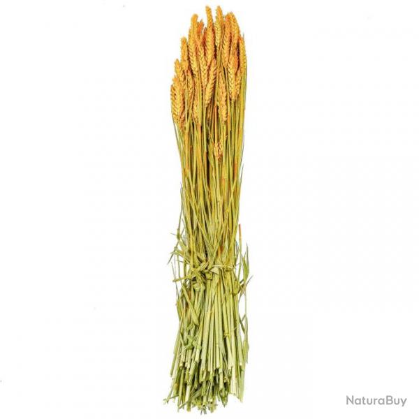 Bouquet sch de bl triticum orange - 70 cm