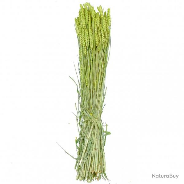 Bouquet sch de bl triticum vert - 70 cm