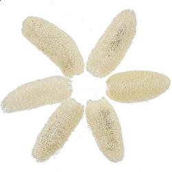 Luffa blanchi - 10 à 15 cm - Lot de 4