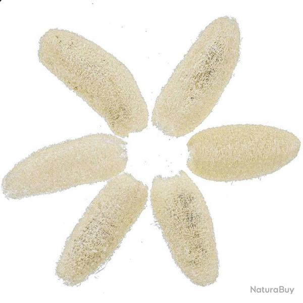 Luffa blanchi - 10  15 cm - Lot de 4