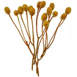 Cônes de leucadendron sabulosum - 5 branches