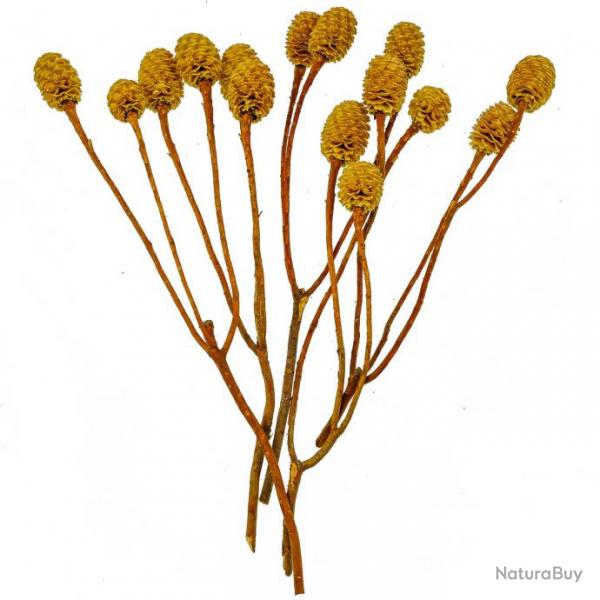 Cnes de leucadendron sabulosum - 5 branches