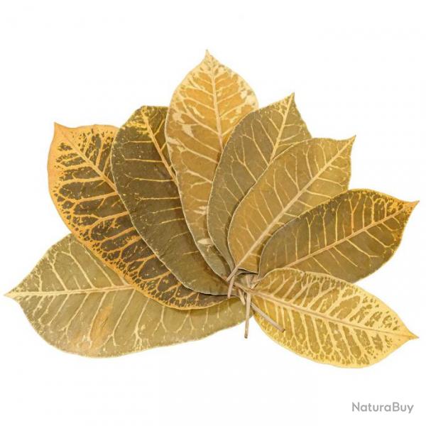 Feuilles leaf stripes - 14  20 cm - Lot de 25