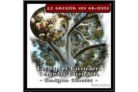 Eucalyptus citronn 100 graines Eucalyptus citriodora