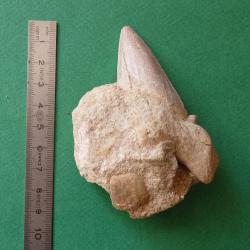 Dent fossile de requin Lamna sur substrat