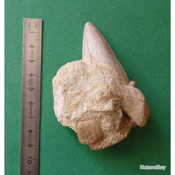 Dent fossile de requin Lamna sur substrat