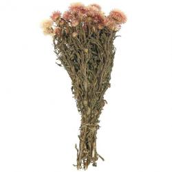 Bouquet fleurs séchées hélichrysum rose (immortelles) - 45 cm