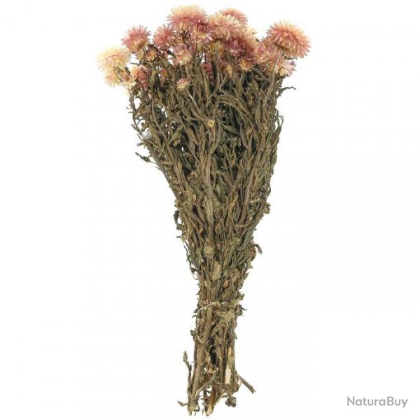 Bouquet fleurs sches hlichrysum rose (immortelles) - 45 cm