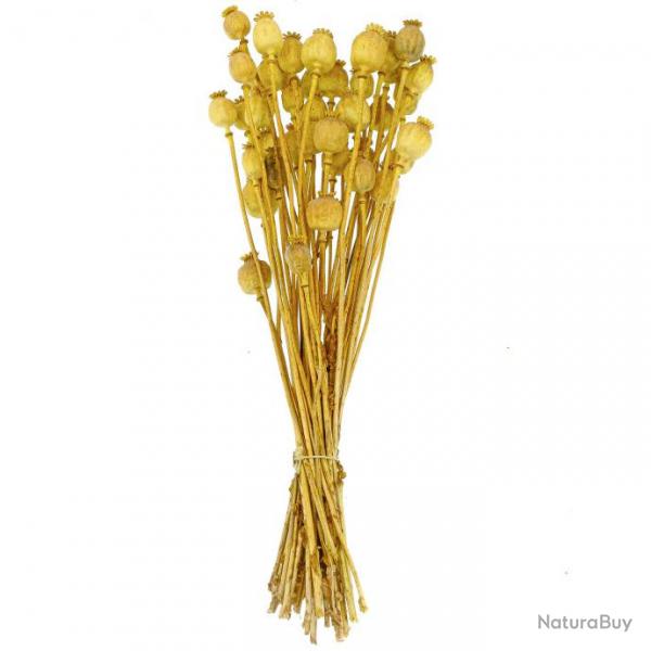 Bouquet fleurs sches pavot jaune - 60 cm