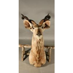 Taxidermie éland - Taurotragus oryx - 110 x 50cm - Catawiki