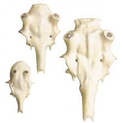 Crâne artificiel de chevreuil 12mm