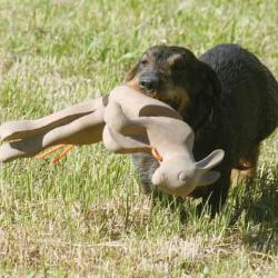lièvre d"entrainement pour chien