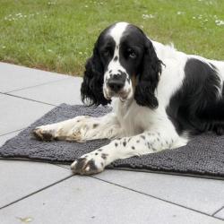 tapis pour chien