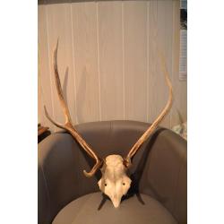Bois De Cerf 10 Cors 86 Cm 3.5 Kg Trophée Chasse Natural