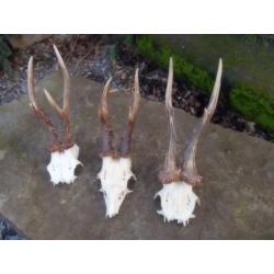 Trophée De Chevreuil Naturel - Massacre Avec Crâne Et Demi-mâchoire - France