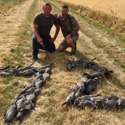 Chasse du pigeon ramier en Sologne .