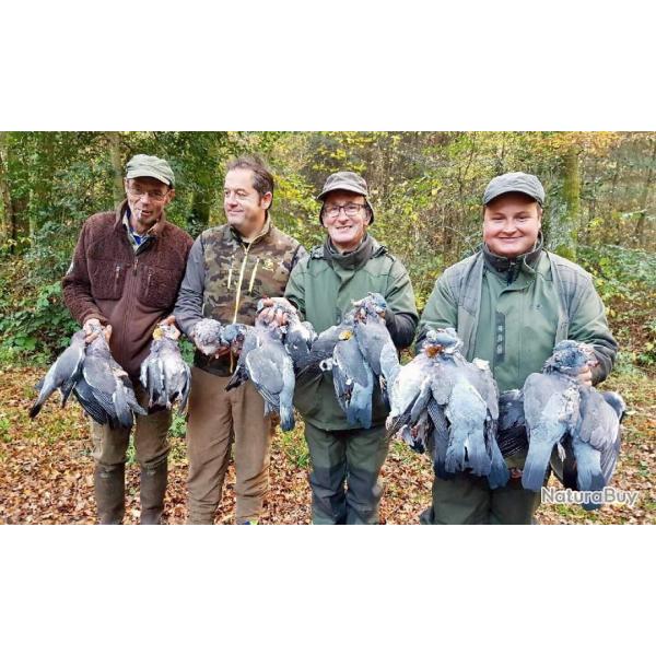 Chasse aux pigeons et palombes - Destination Sologne