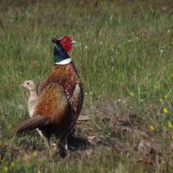 chasse à la journée petits  gibiers