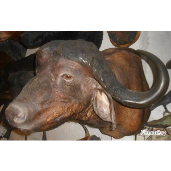 TROPHE  TAXIDERMIE  gros BUFFLE  chasse objet dco