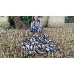 Séjour de Chasse aux Pigeons Ramiers en Ecosse Perthshire 2022-2023