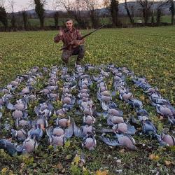 Chasse du pigeon ramier en Irlande .