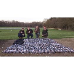 Séjour chasse du pigeon en Angleterre / 2 ou 3 jours