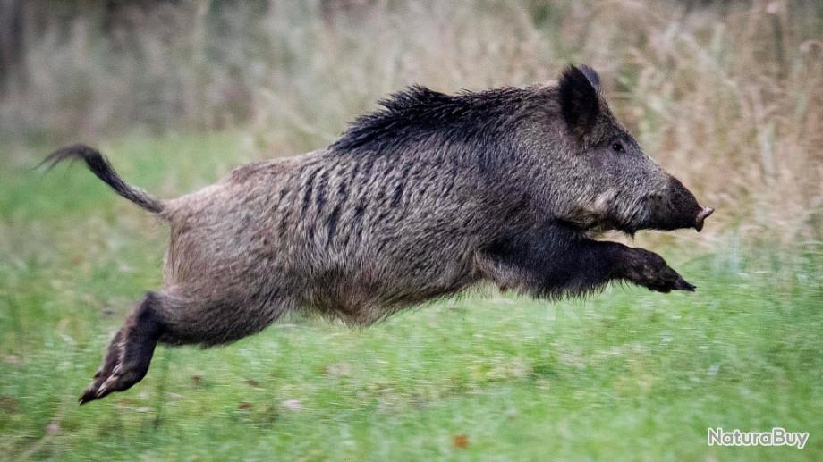 Action De Chasse Disponible 2022 2023 72