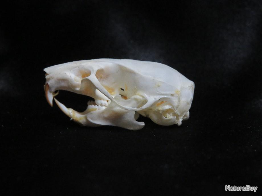 Véritable crâne d'une vielle biche cerf femelle chasse taxidermie ostéologie 