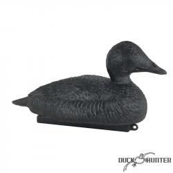 Forme d'eider noire x 12
