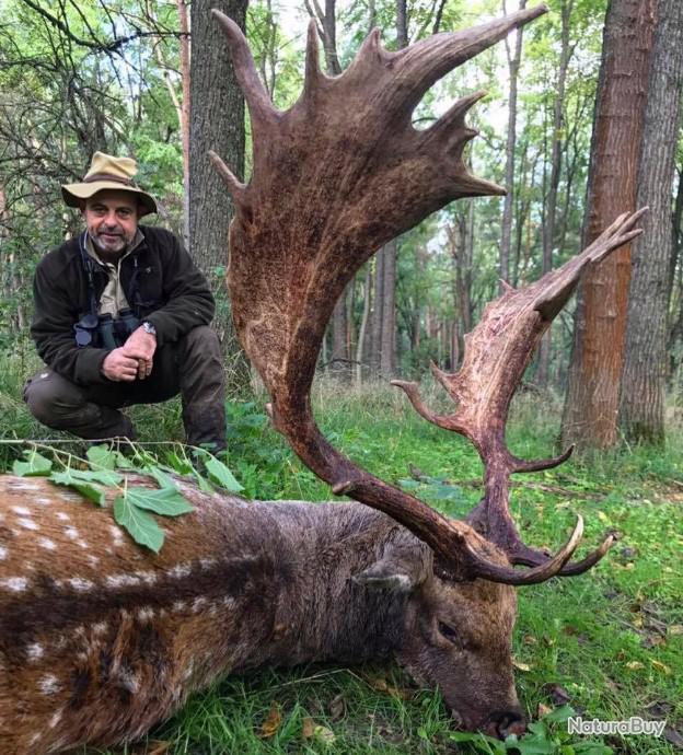 Chasse l approche du Daim en Sologne Chasses la journ e