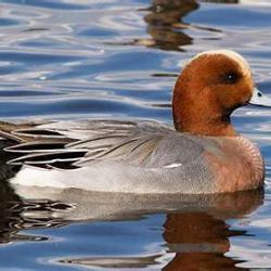 PART  DE CHASSE AUX CANARDS 2026/2027