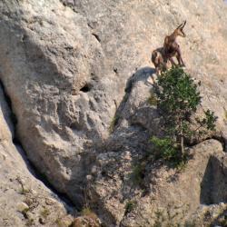 CHASSE DU CHAMOIS 2026
