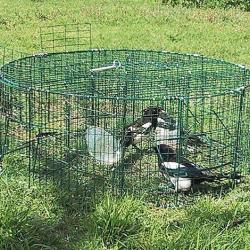 Cage à pie ronde 5 compartiments