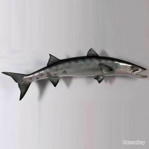 taxidermie naturalis rplique Barracuda en rsine taille relle