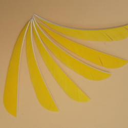 Lot de 24 plumes naturelles Paraboliques 4 pouces droitier Jaune