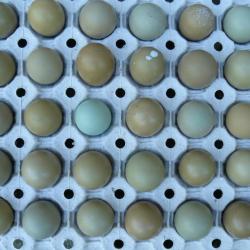 Sp&eacute;cial :Oeufs de faisans Anglais