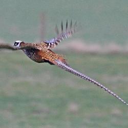 Journée de Chasse aux Faisans Vénérés en Sologne La Briganderie 2023-2024