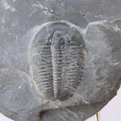 Magnifique et véritable fossil trilobite 250 millions d'années
